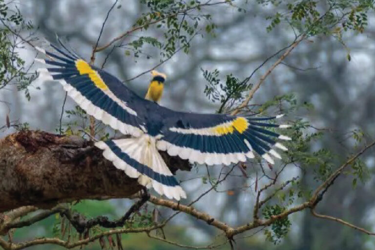 Discover Bhutan Bird Watching Tour for 22 days