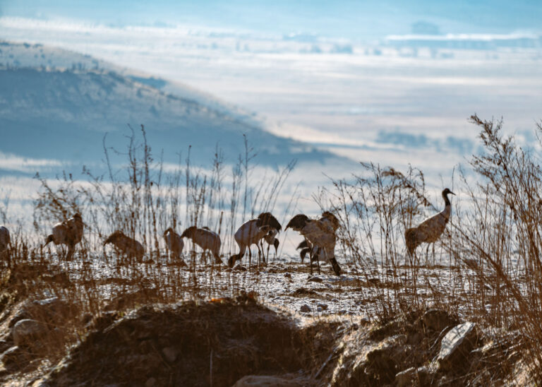 Birding Across Bhutan Himalayas